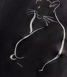 市场上装-T恤-时尚男装t恤